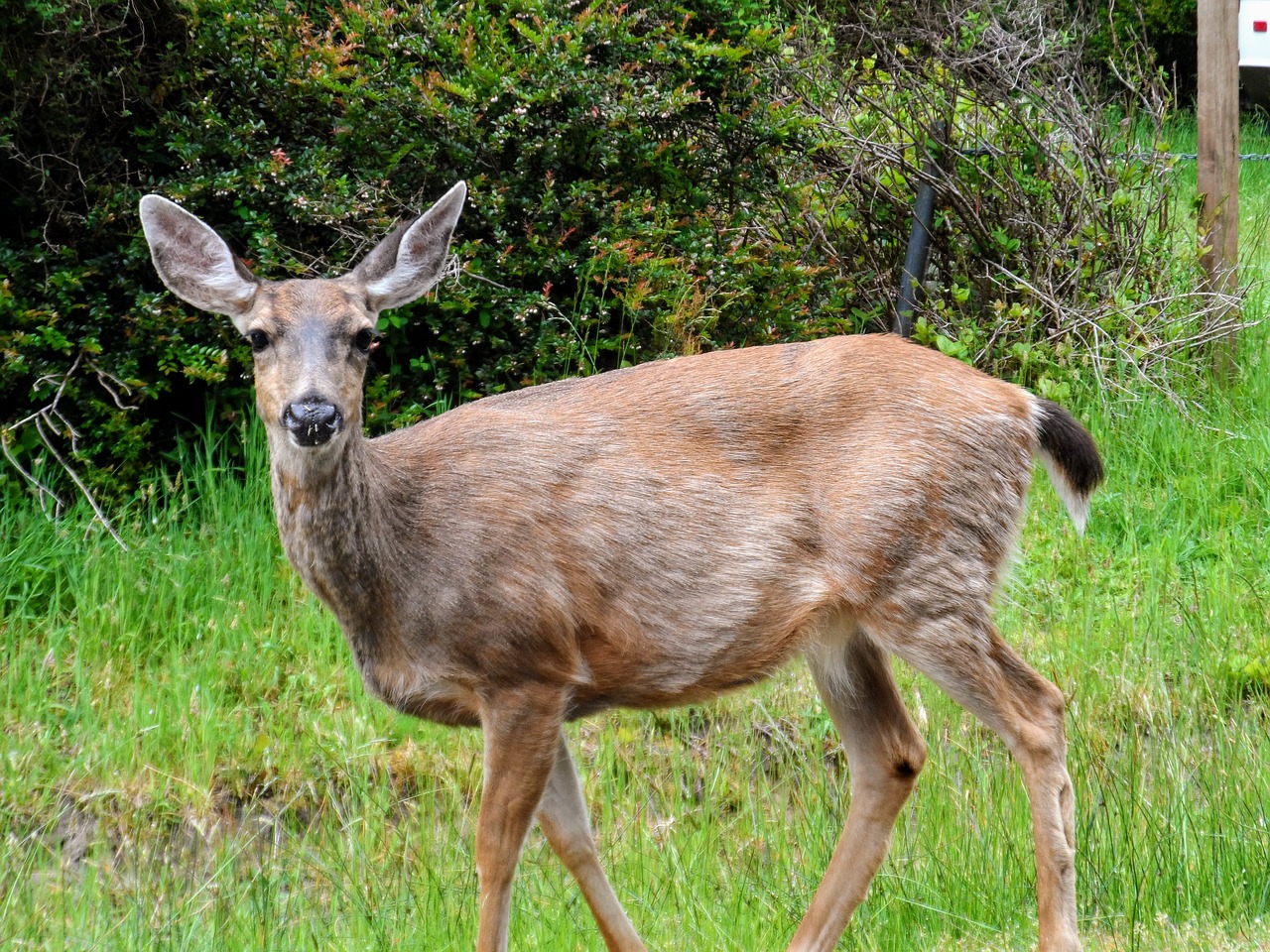 deer grass portrait free photo