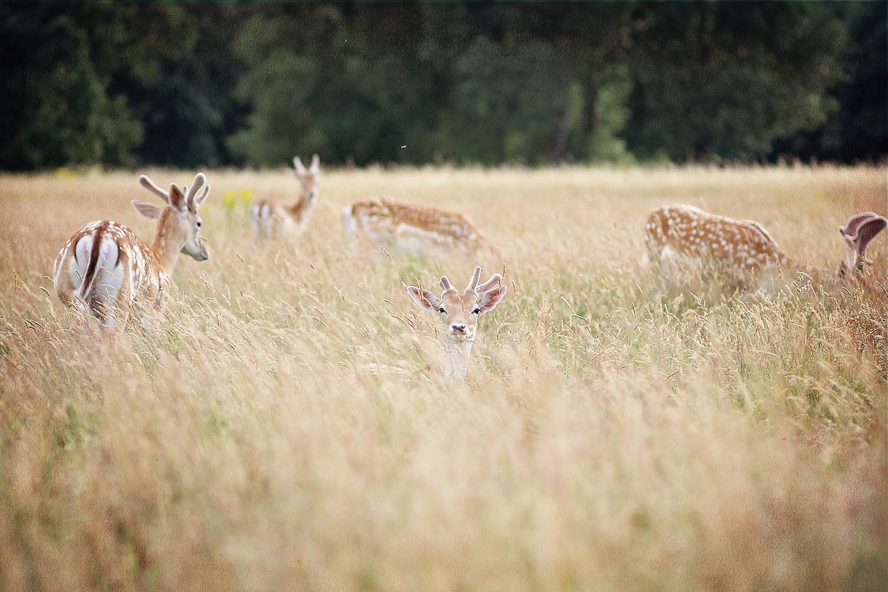 deer forest rocks free photo