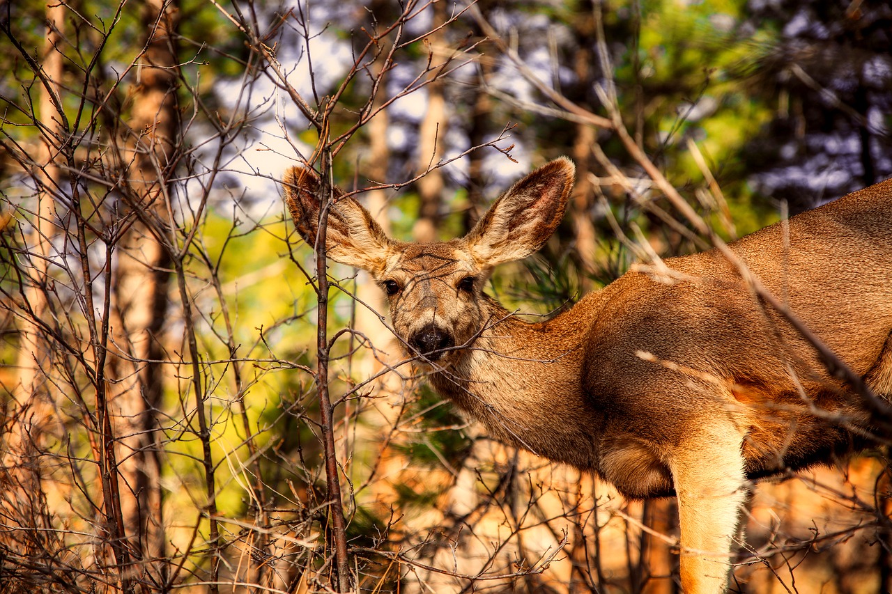 deer animal wildlife free photo