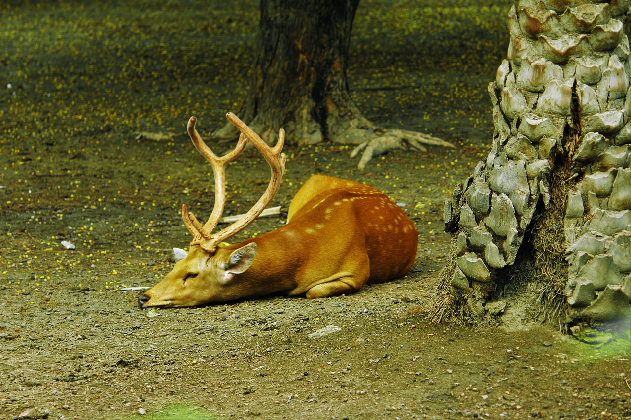 deer zoo orange free photo