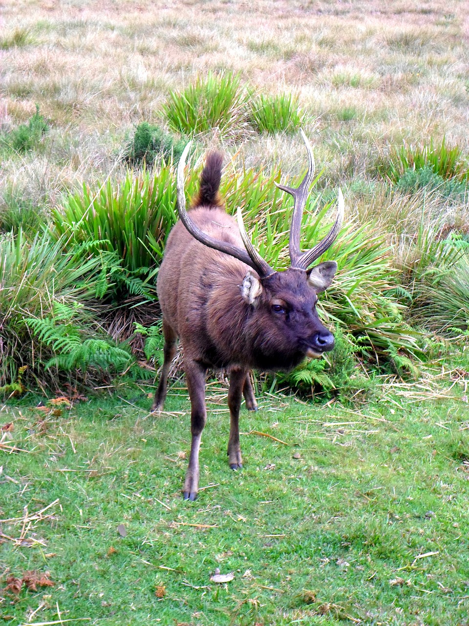 deer stag cervine free photo