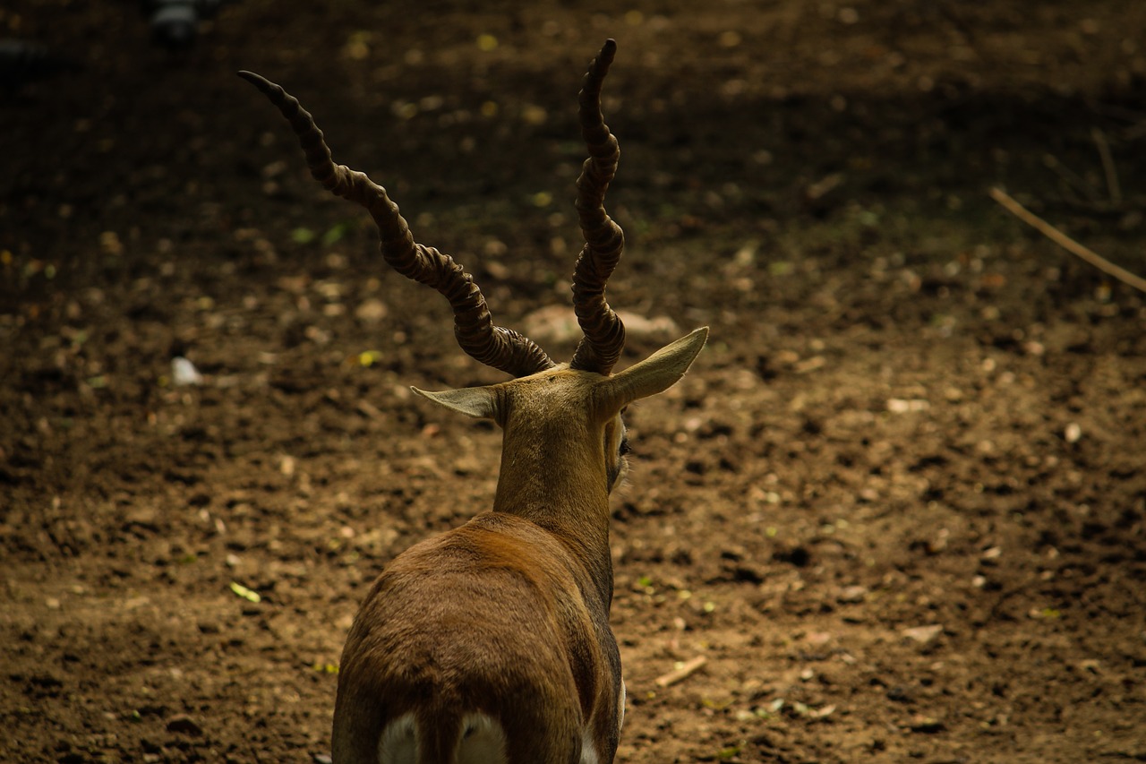 deer horn wild free photo