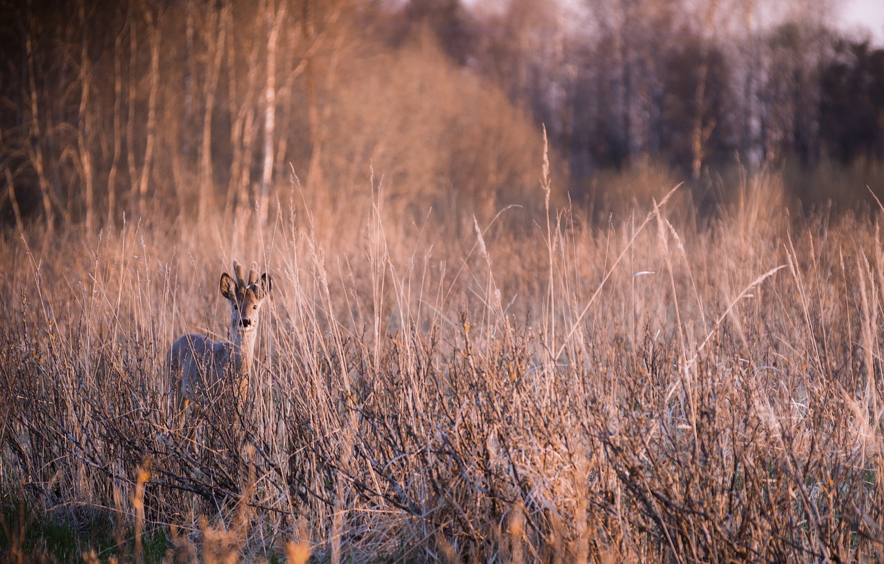 deer animal wildlife free photo