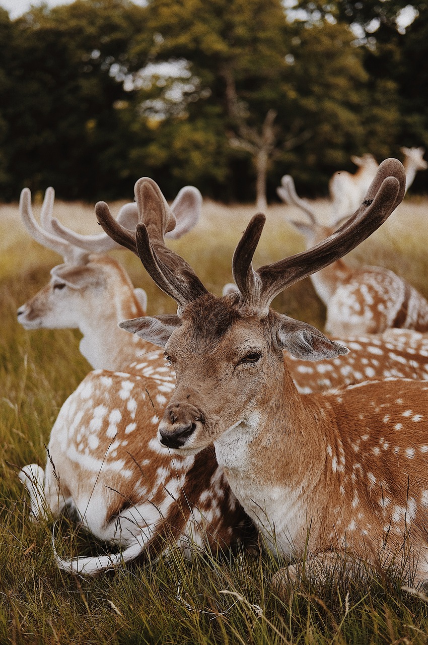 deer animal horn free photo