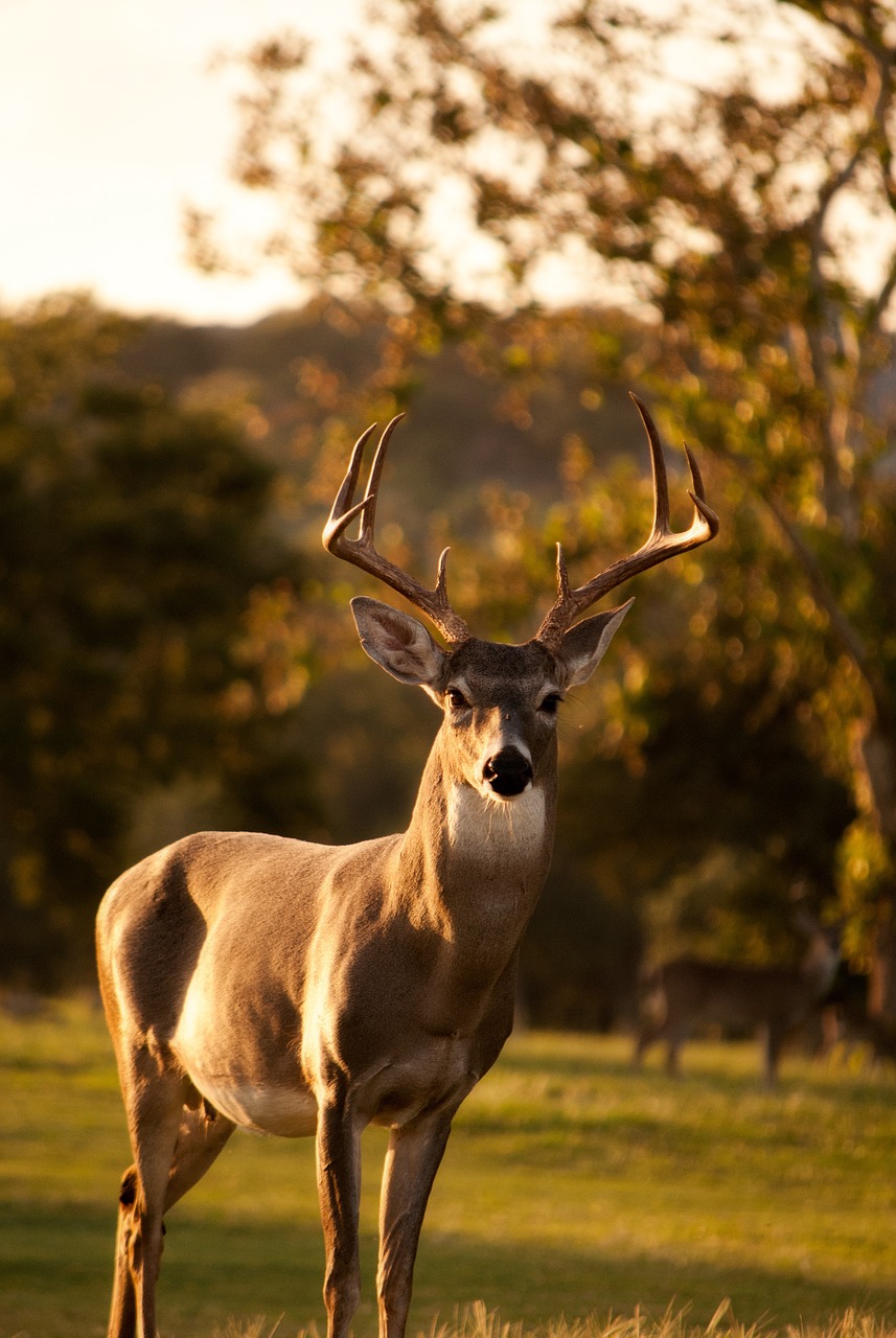 deer animal horn free photo