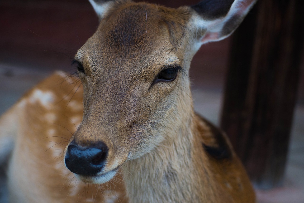 deer animal horn free photo