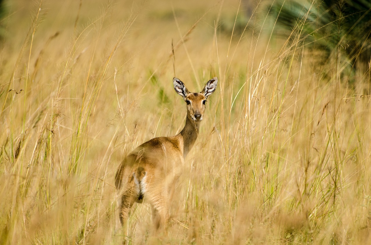 deer animal wildlife free photo