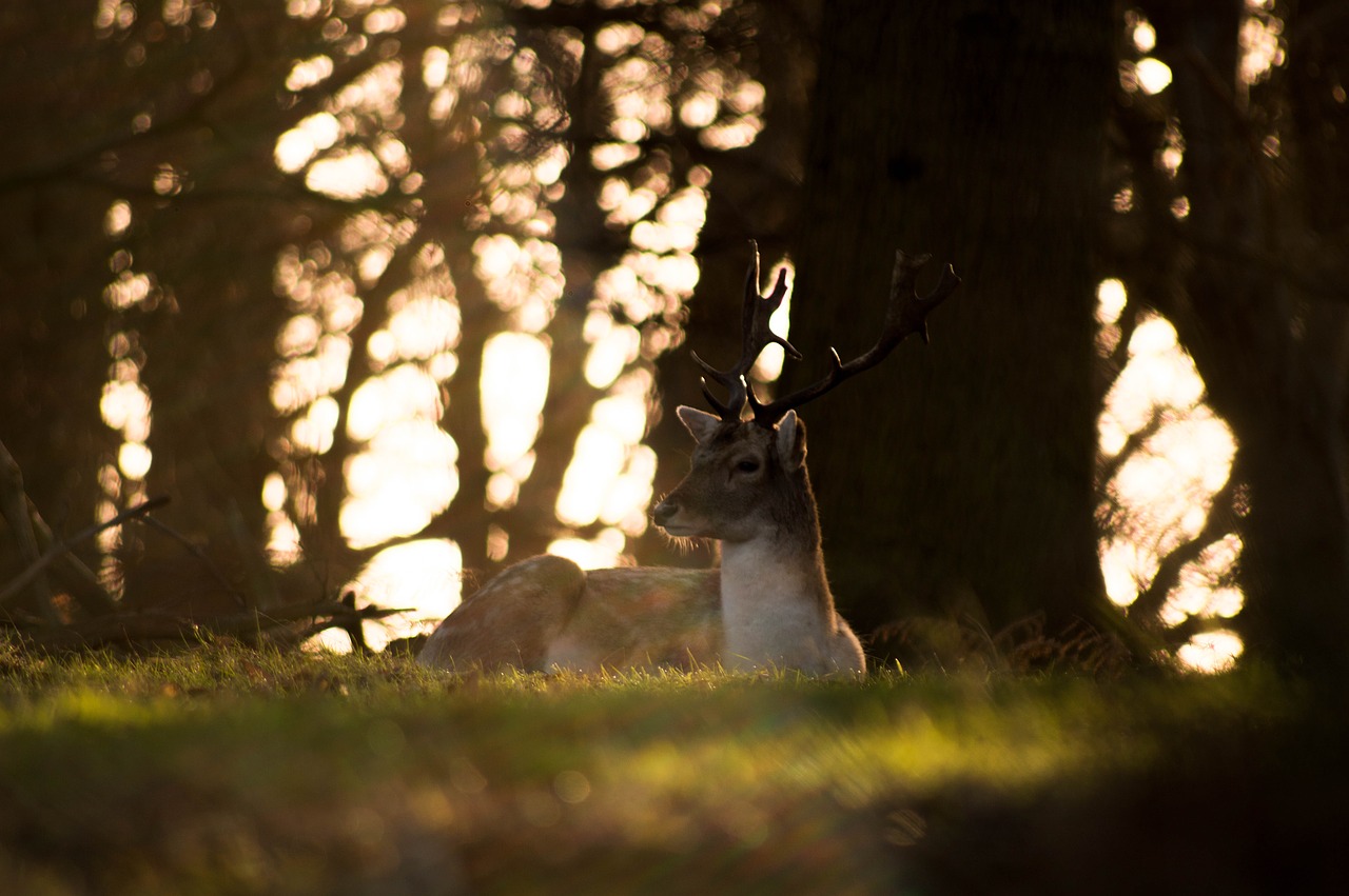 deer animal horn free photo