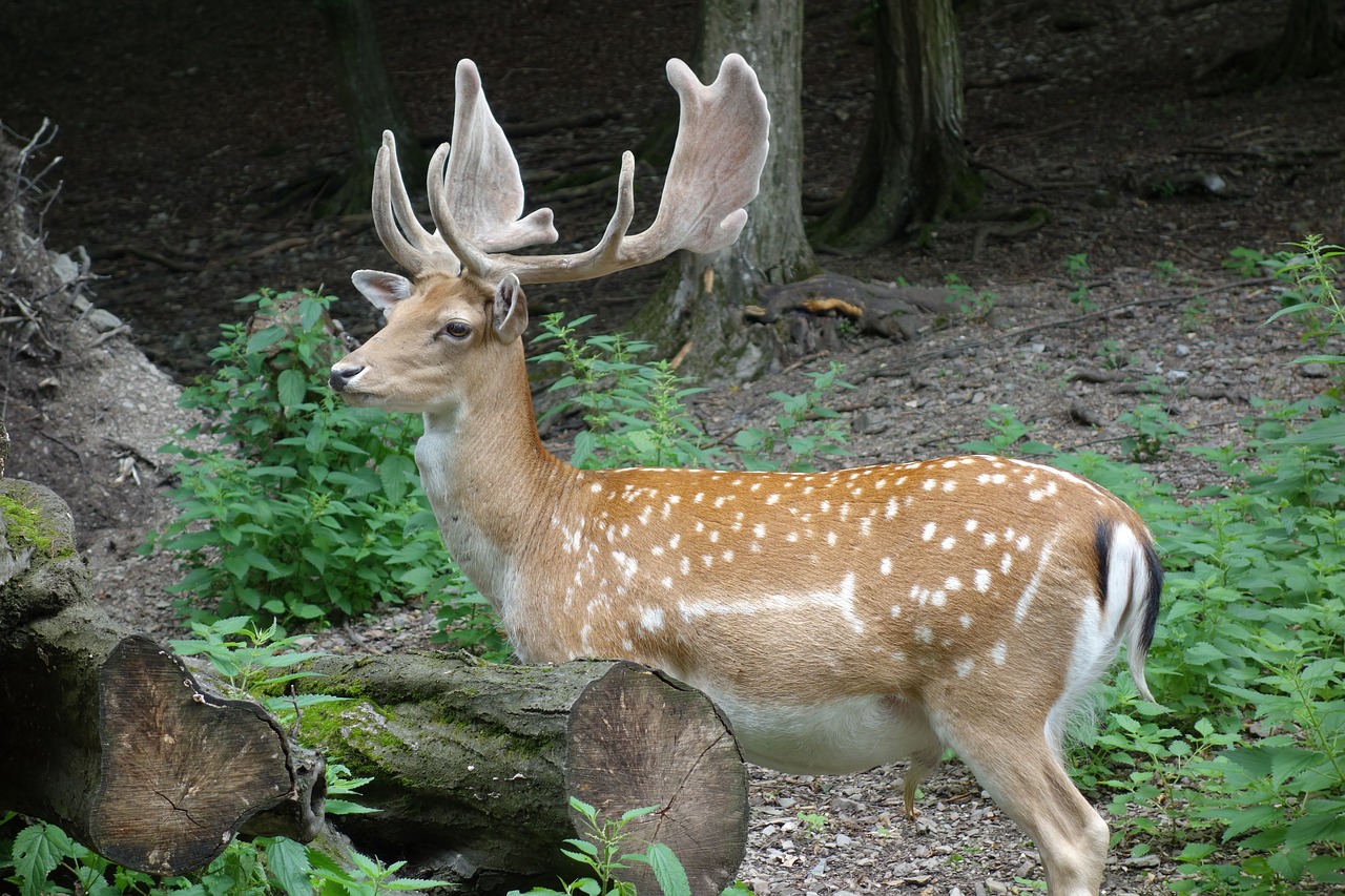 deer wild wildlife free photo