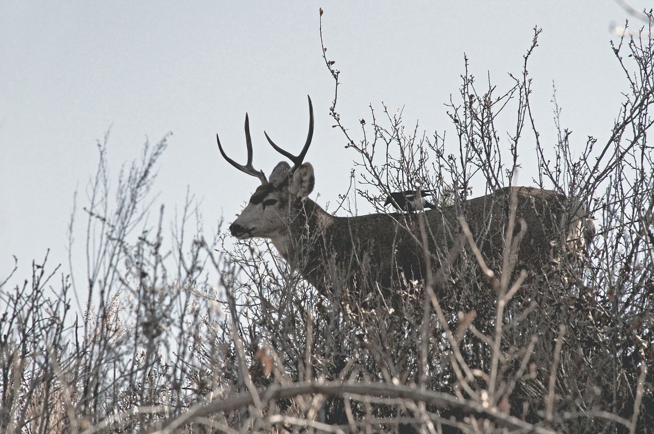 deer animal horn free photo