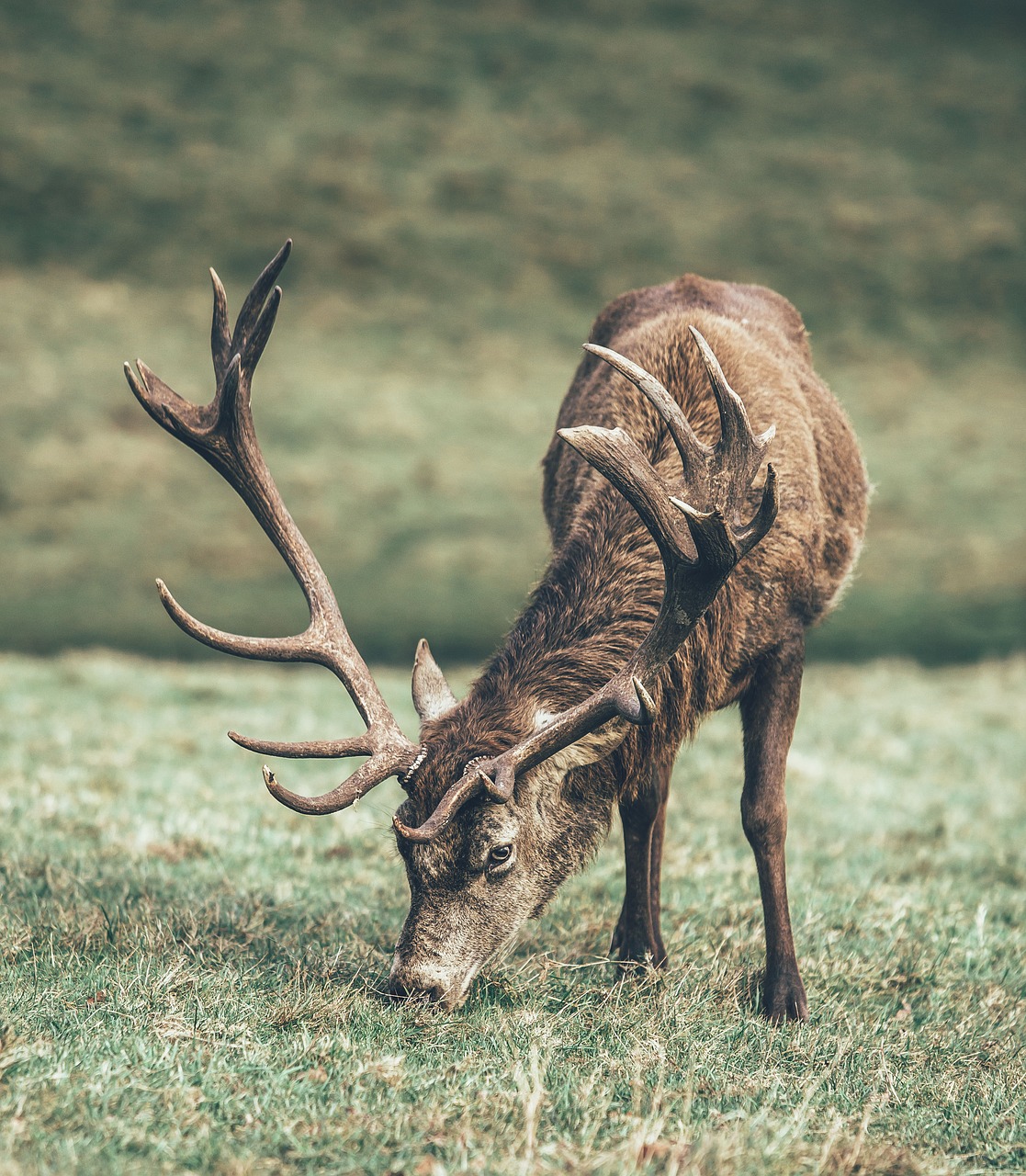 deer animal horn free photo