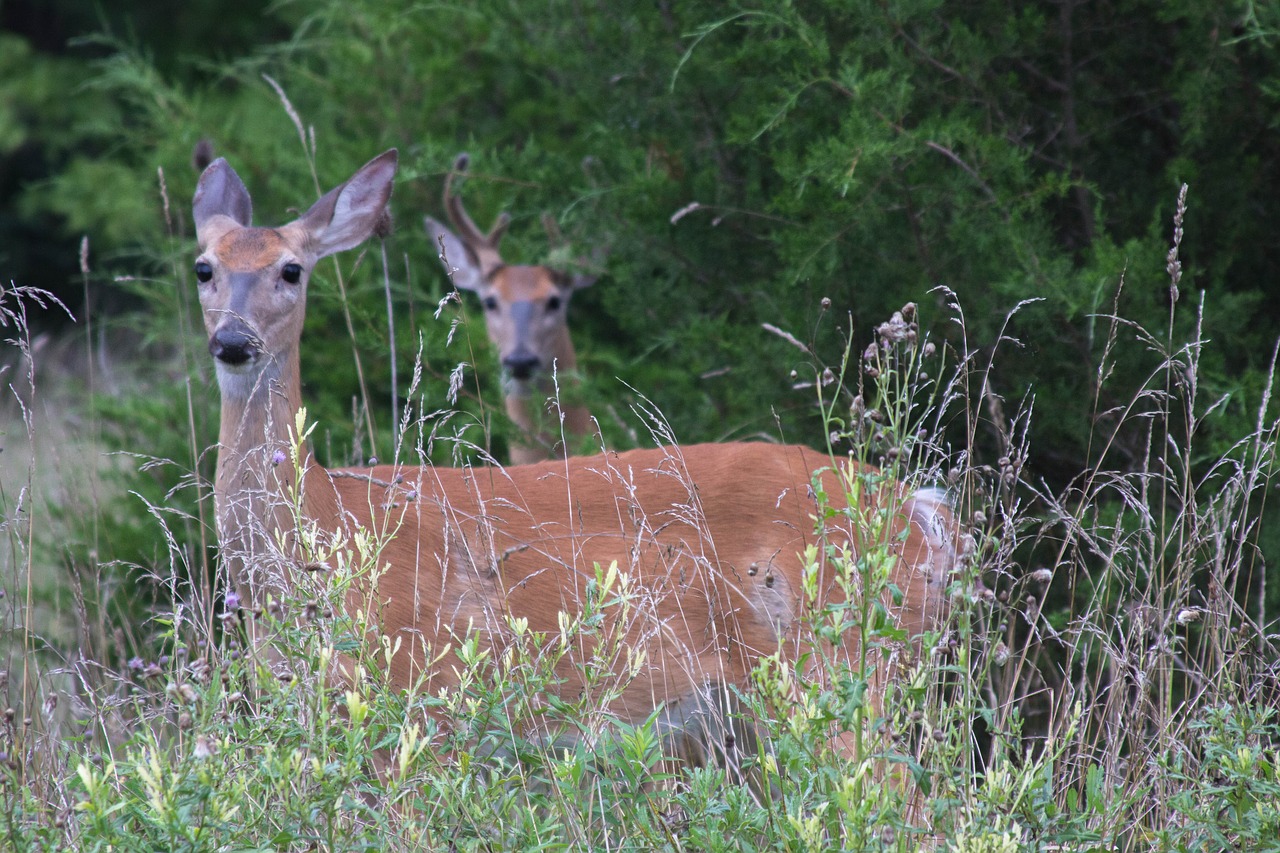 deer animal outside free photo