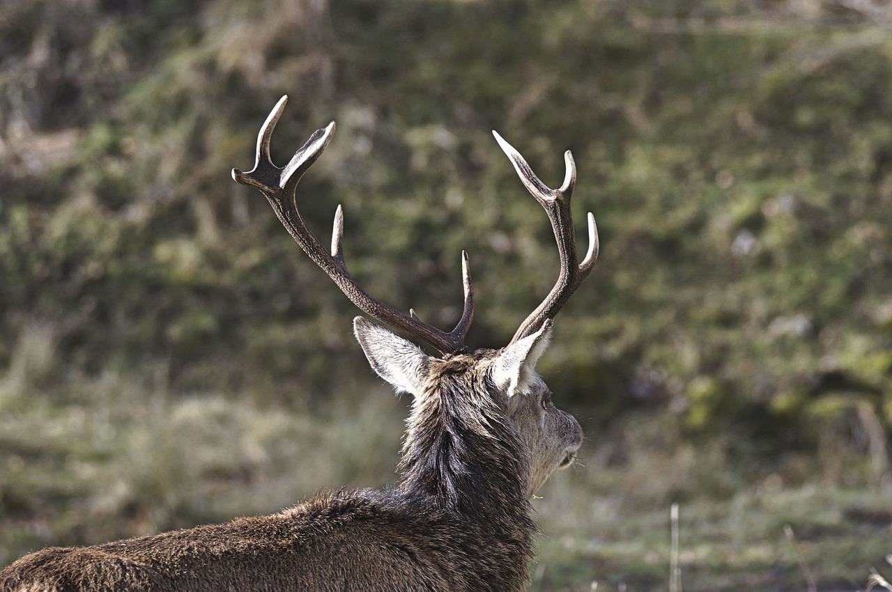 deer animal tree free photo