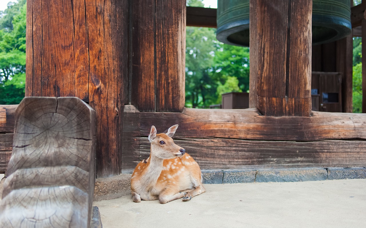 deer animal sit free photo