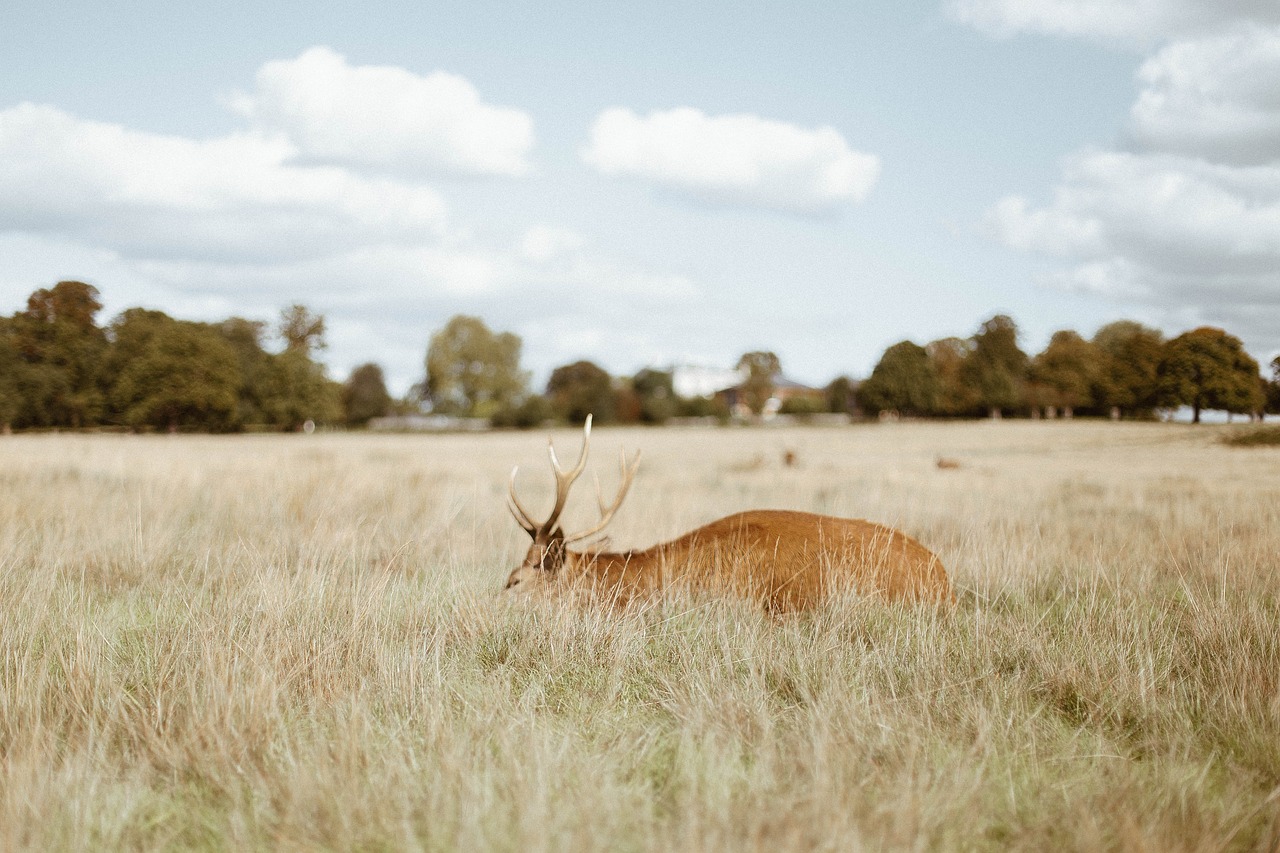 deer wildlife grass free photo