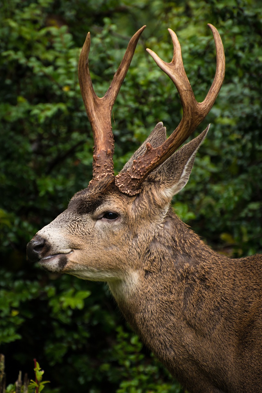 deer elk animal free photo