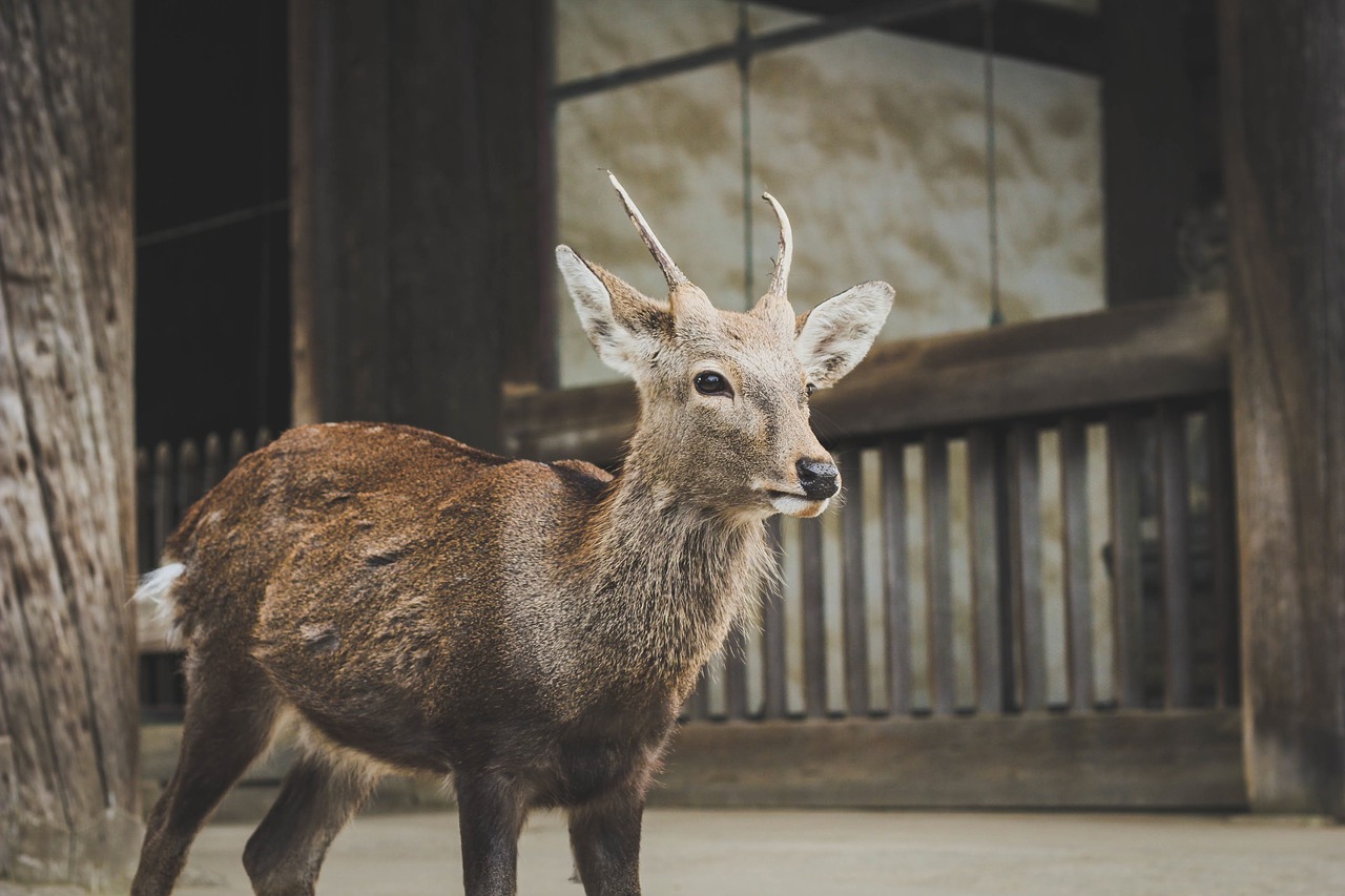 deer animal wildlife free photo