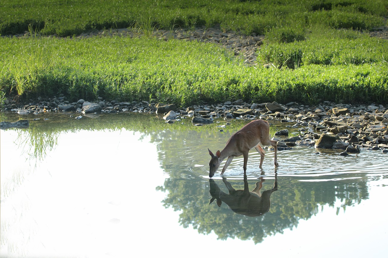 deer animal wildlife free photo