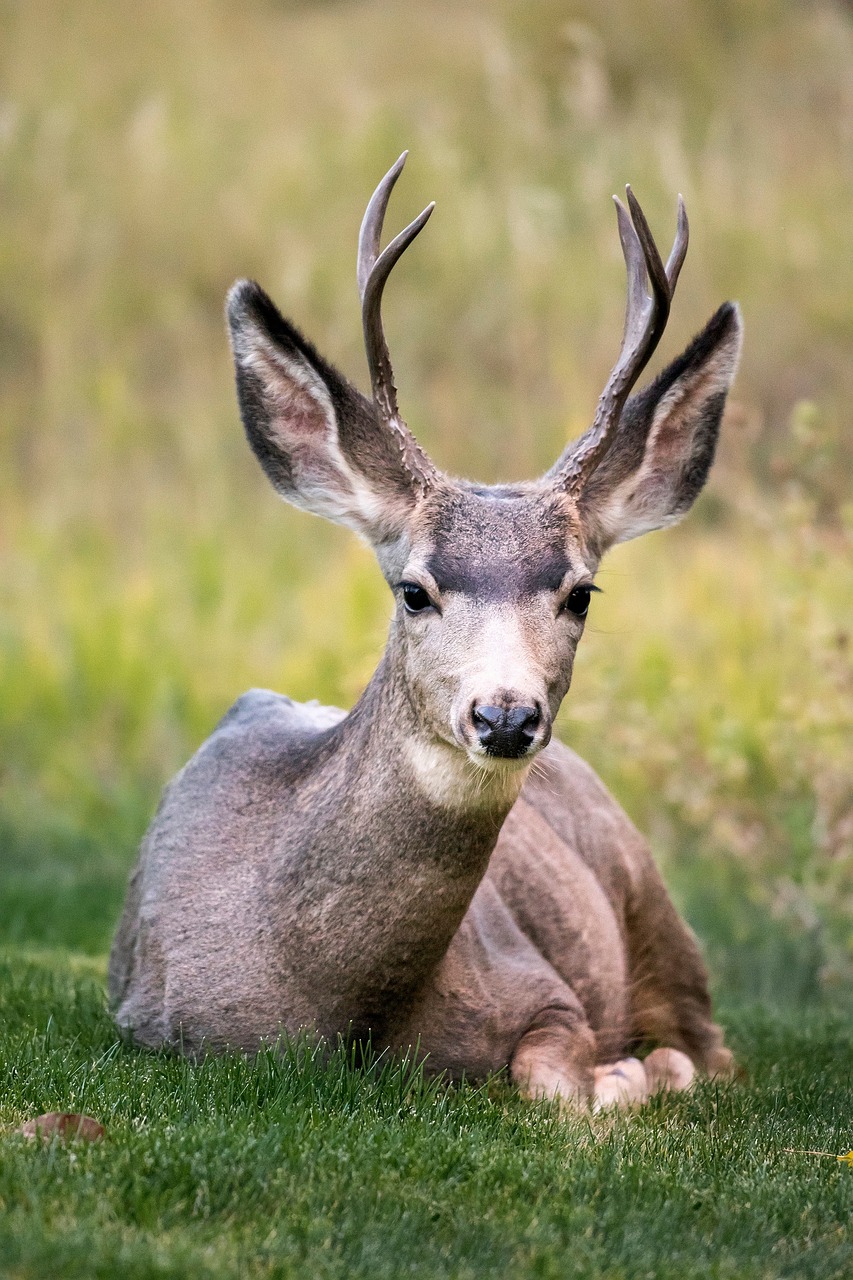 deer horn animal free photo
