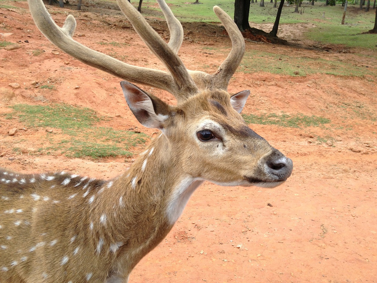 deer antlers wildlife free photo