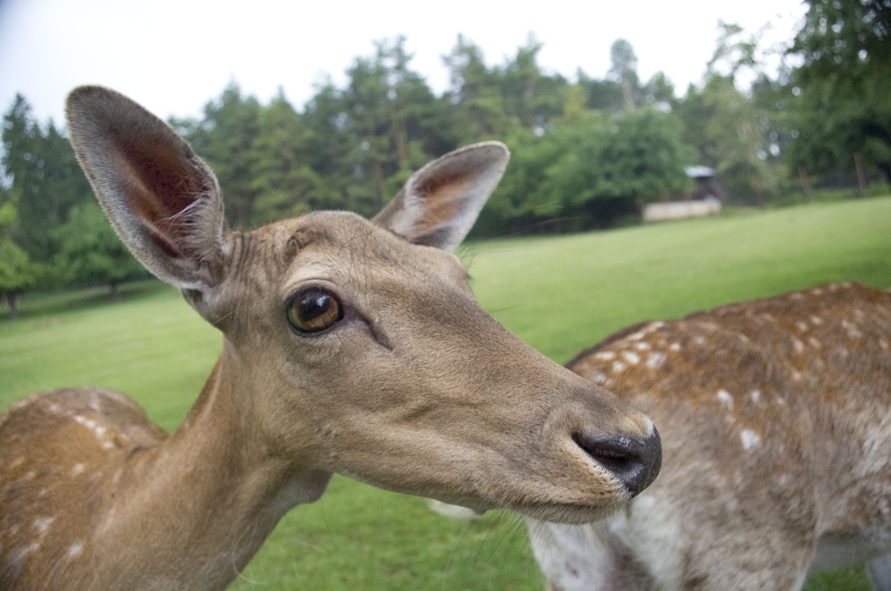 deer animal the zoo free photo