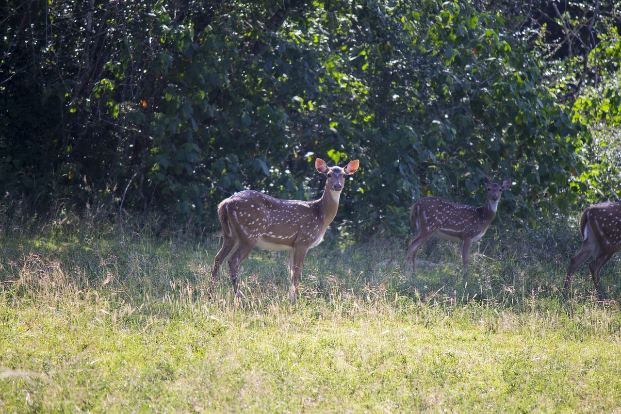 deer mammal brown free photo