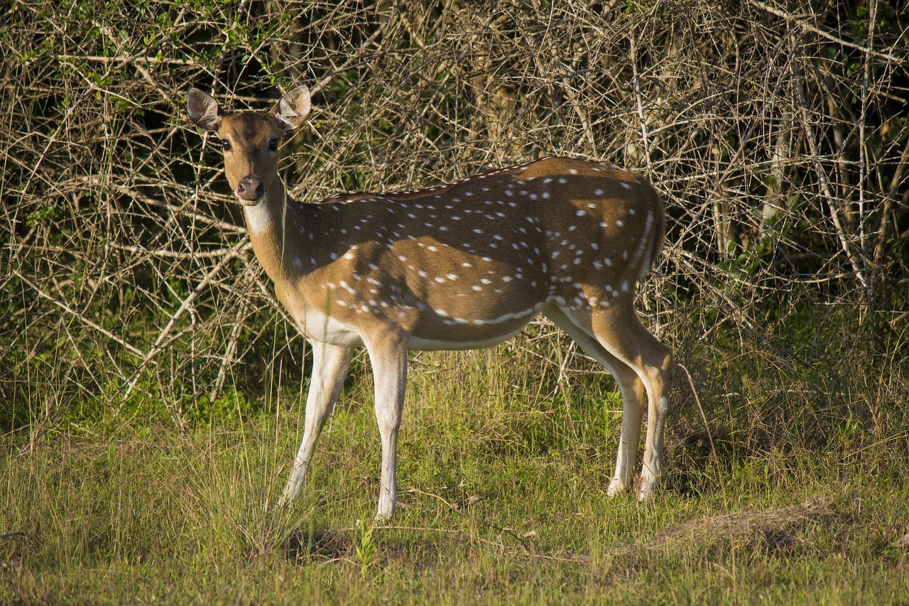 deer mammal animal free photo