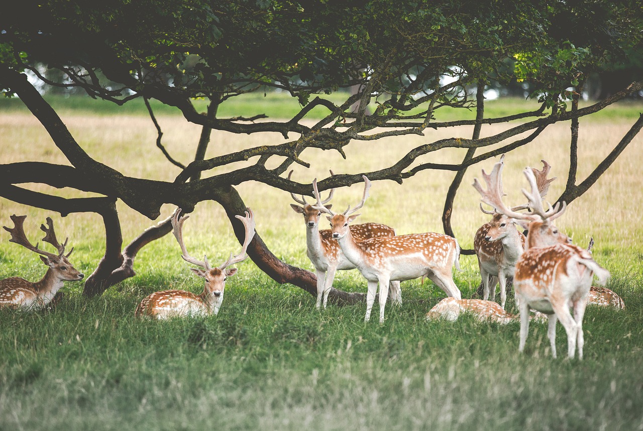 deer animal wildlife free photo