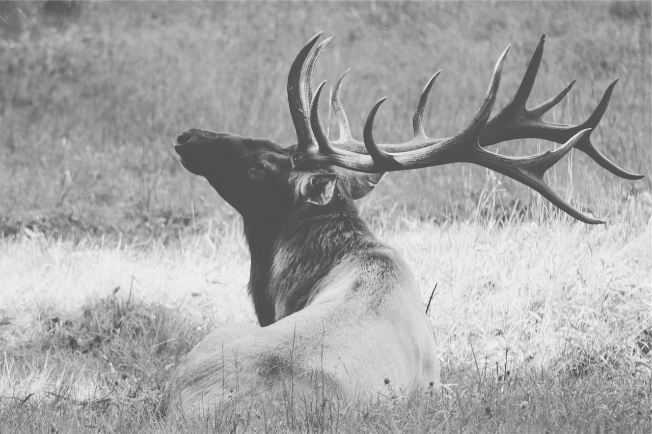 deer antlers animal free photo