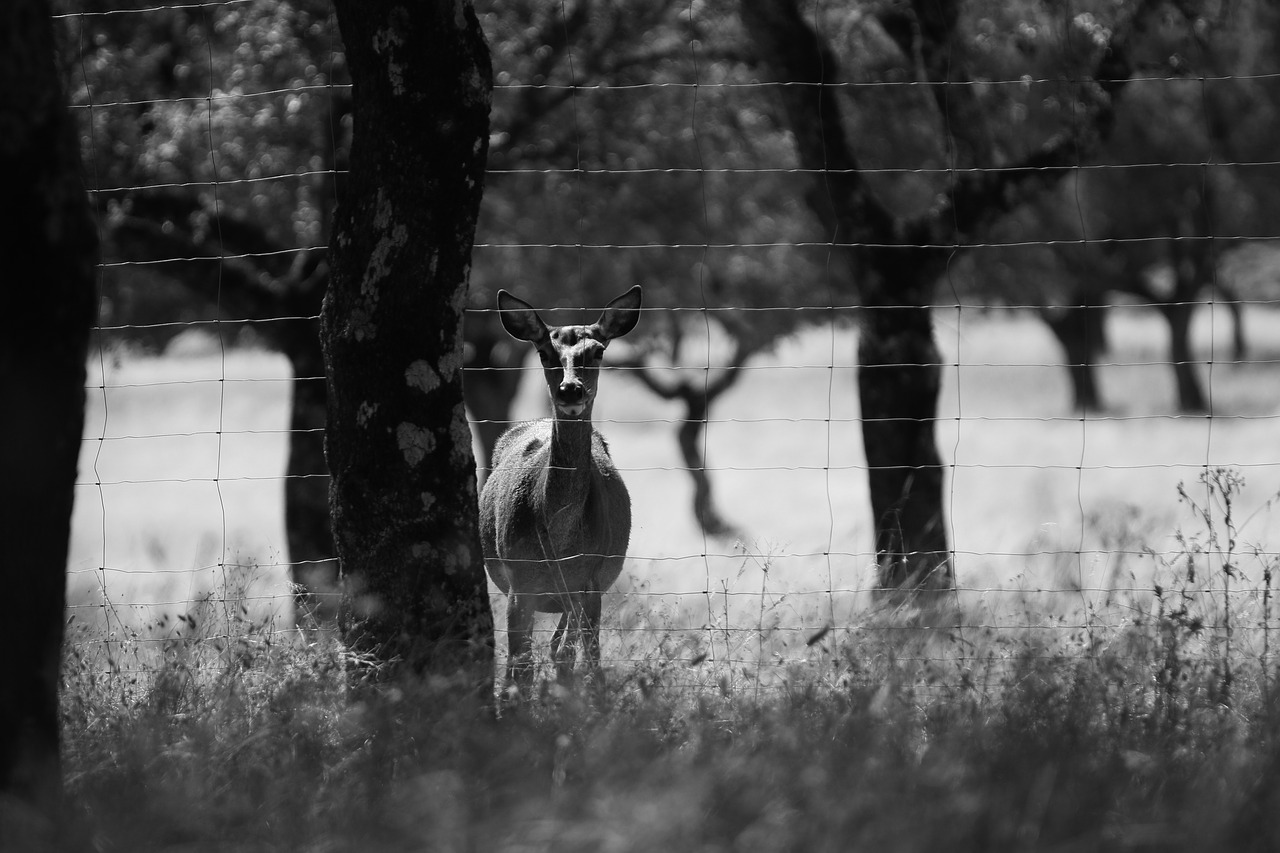 deer dehesa field free photo