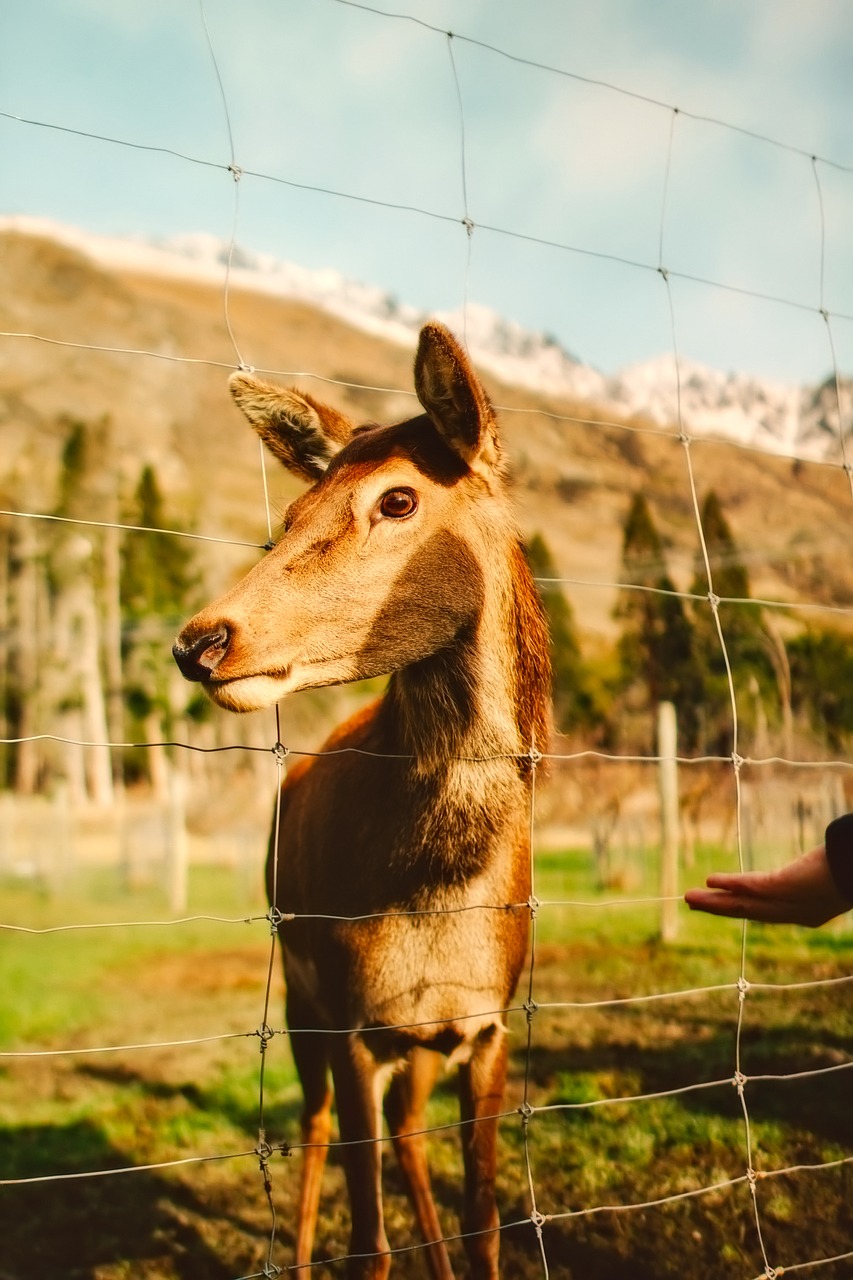 deer pen enclosure free photo