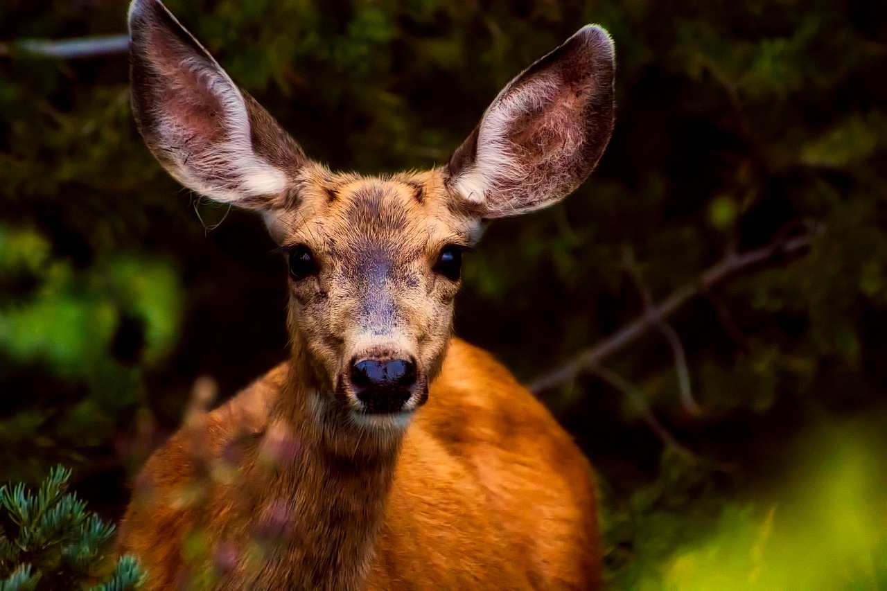 deer animal wildlife free photo