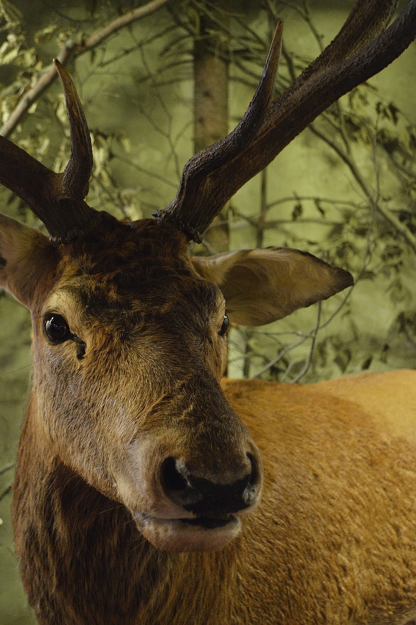 deer forest antlers free photo