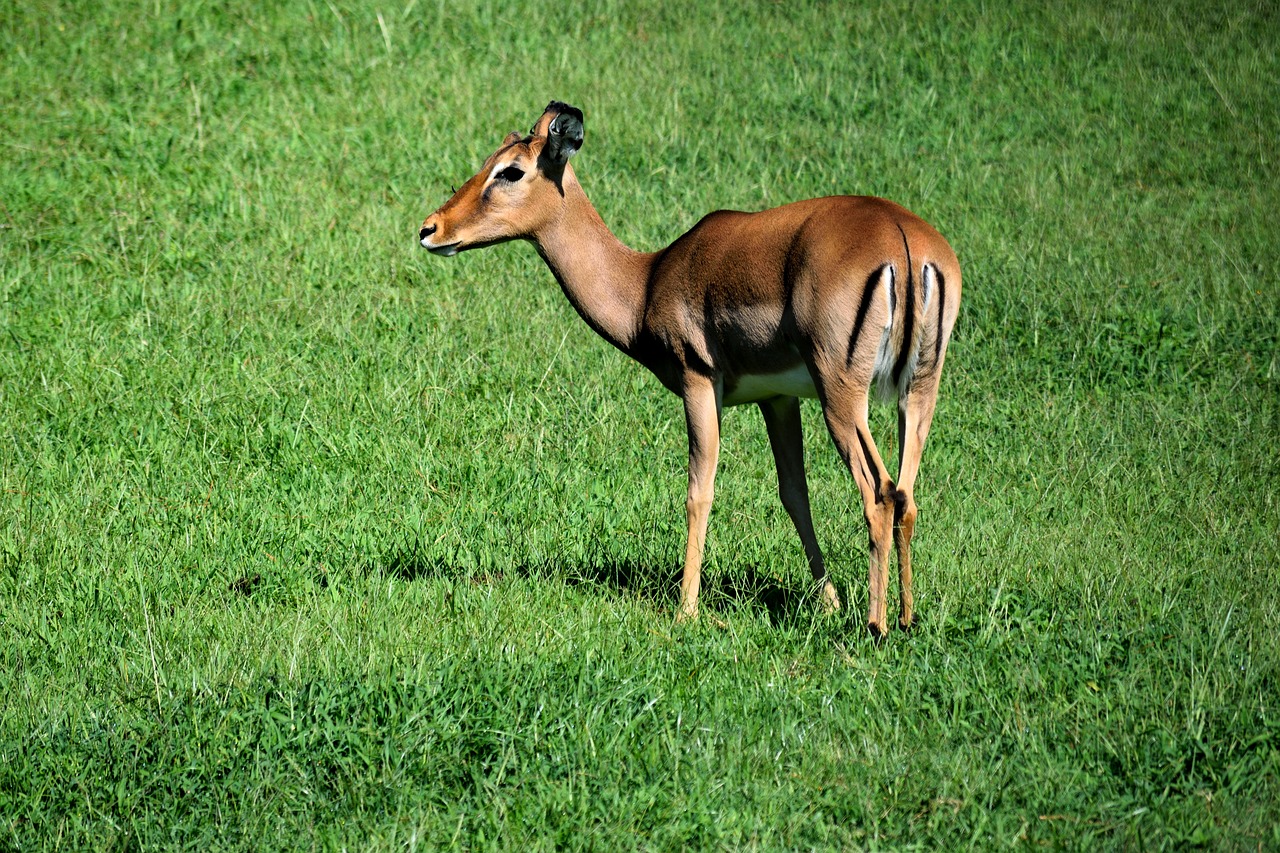 deer doe wildlife free photo