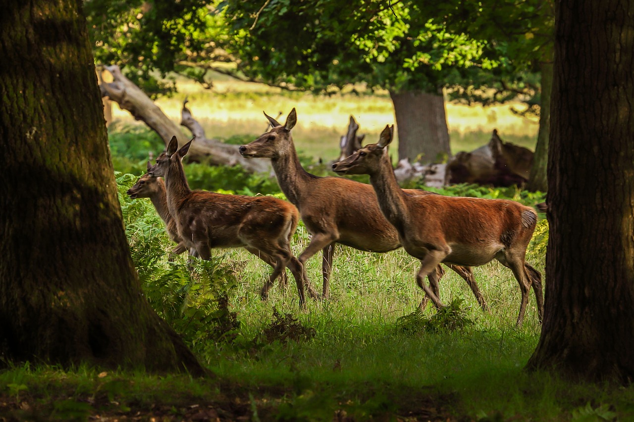 deer forest nature free photo