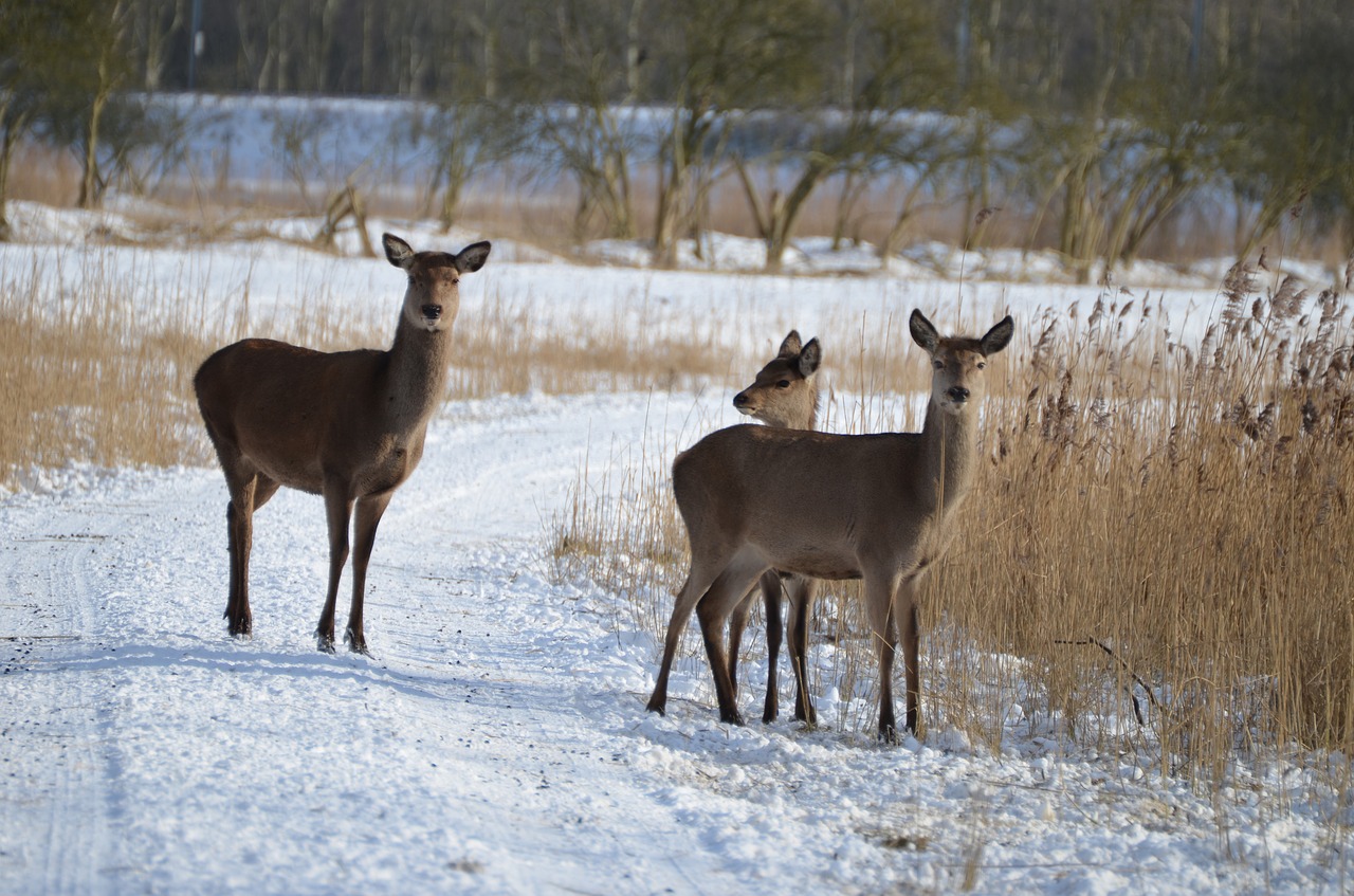 deer winter snow free photo