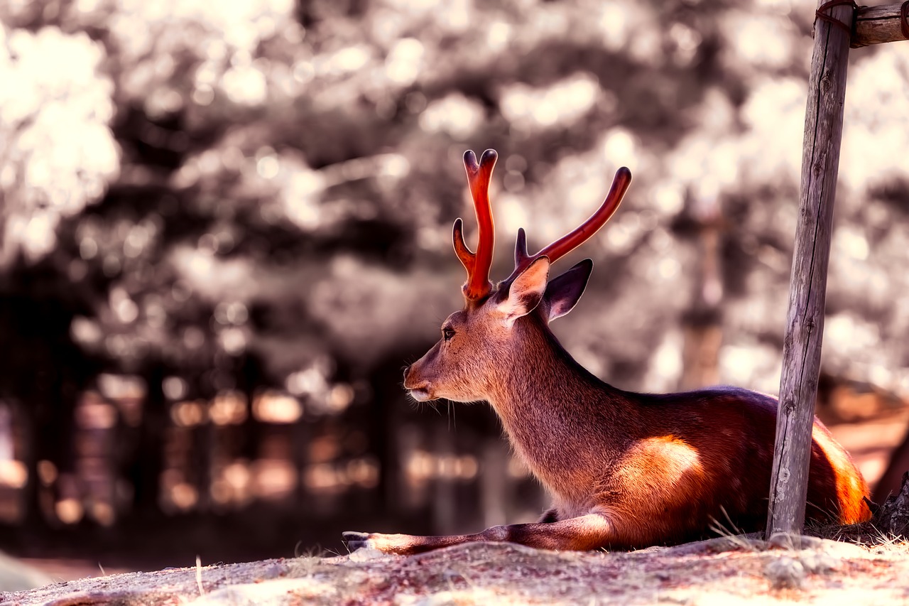 deer animal wildlife free photo