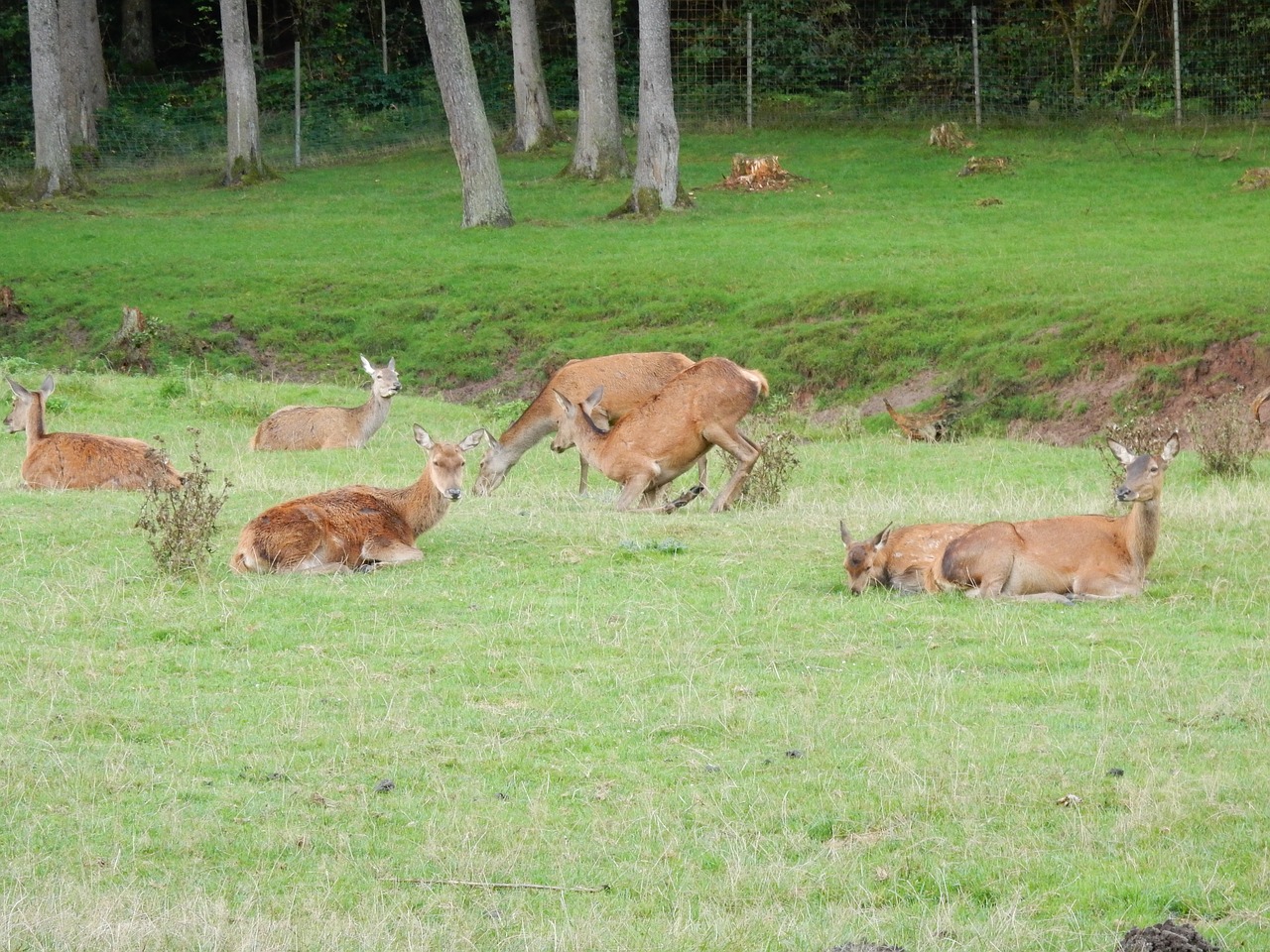 deer animals forest free photo