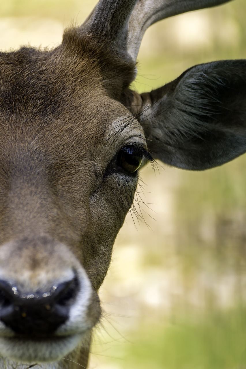 deer nature colors free photo