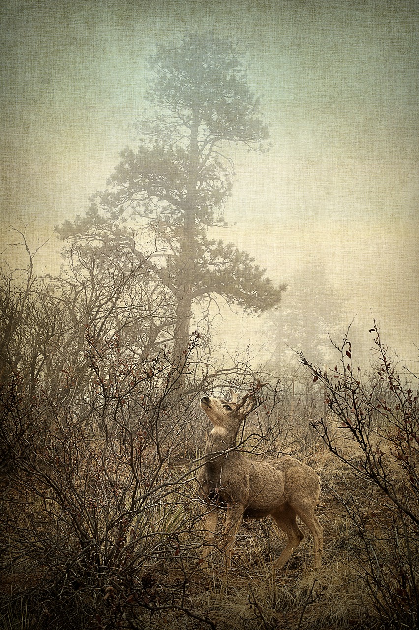 deer nature wild free photo