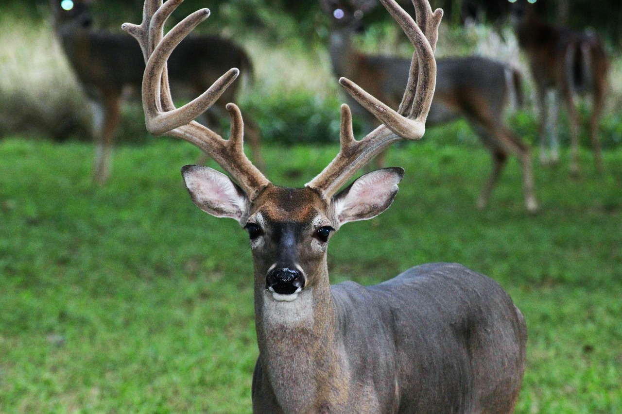 deer buck animal free photo