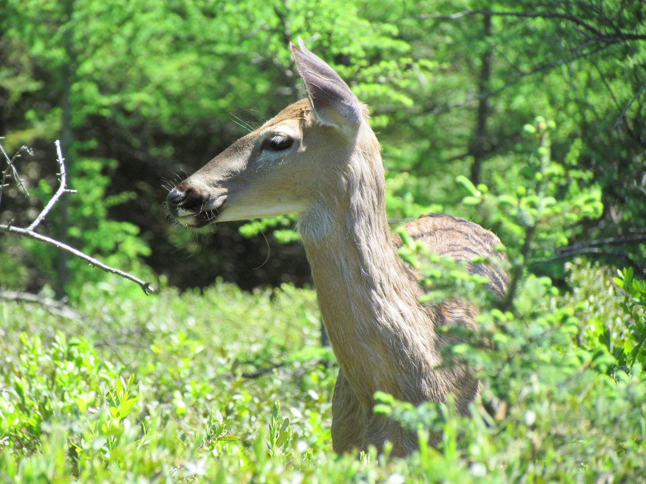 deer female wildlife free photo