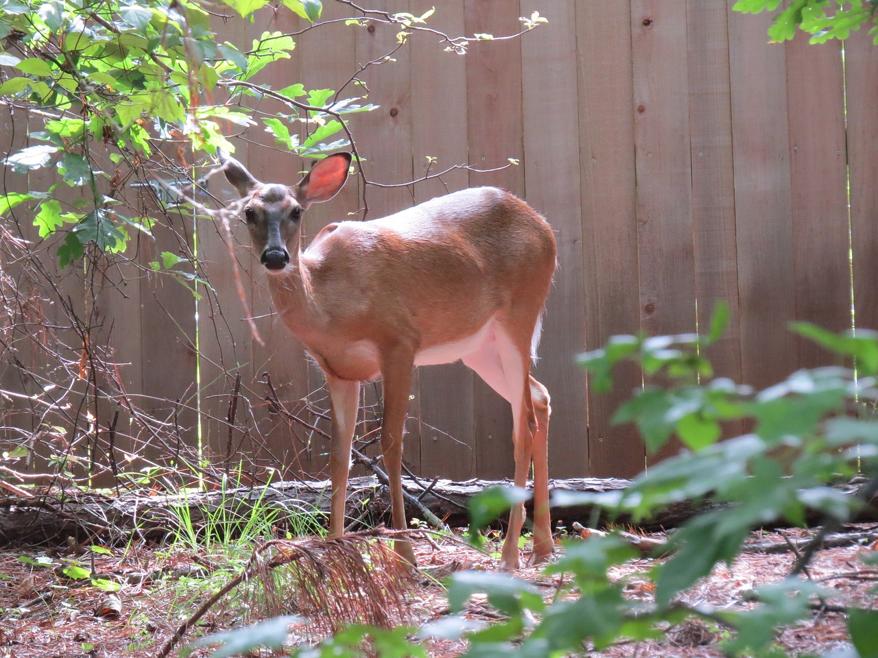 deer nature photography free photo