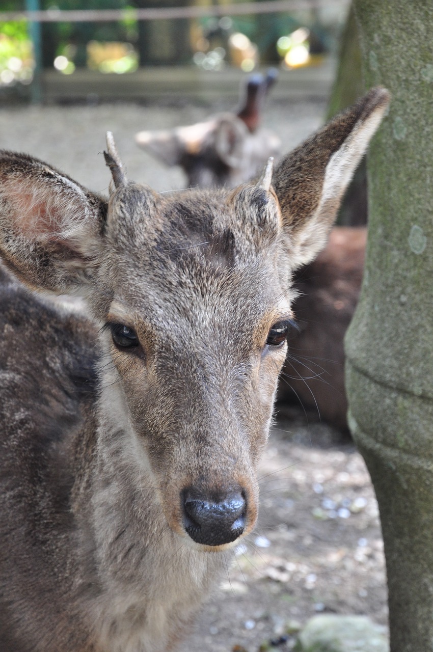 deer xie head free photo