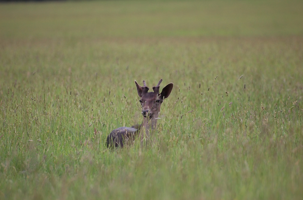 deer meadow summer free photo