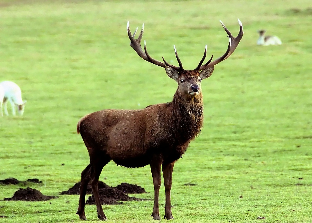 deer stag antler free photo