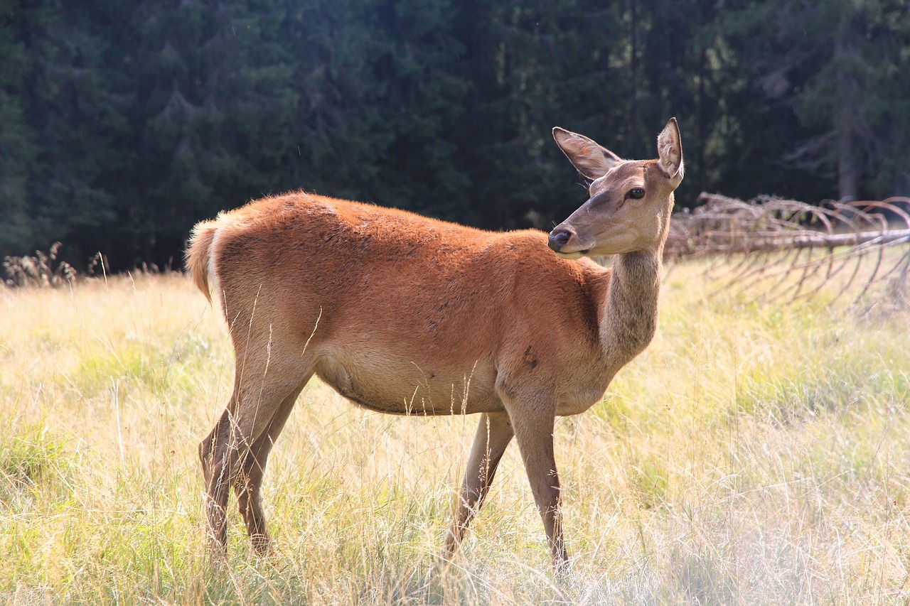 deer nature mountain free photo