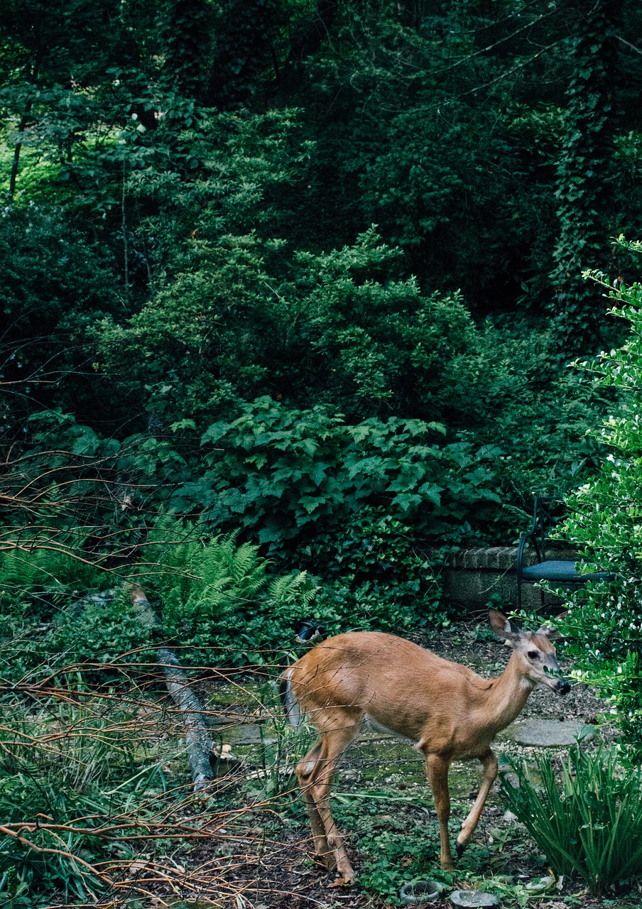 deer wild animal free photo