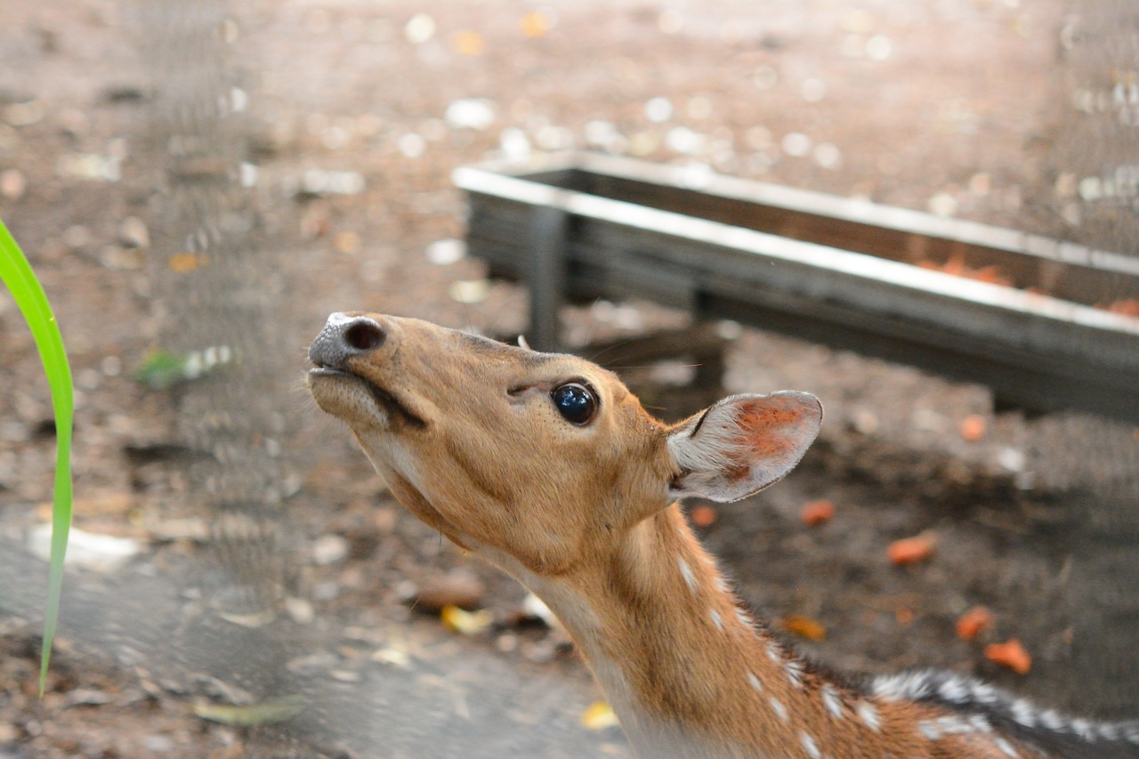 deer fauna animal free photo