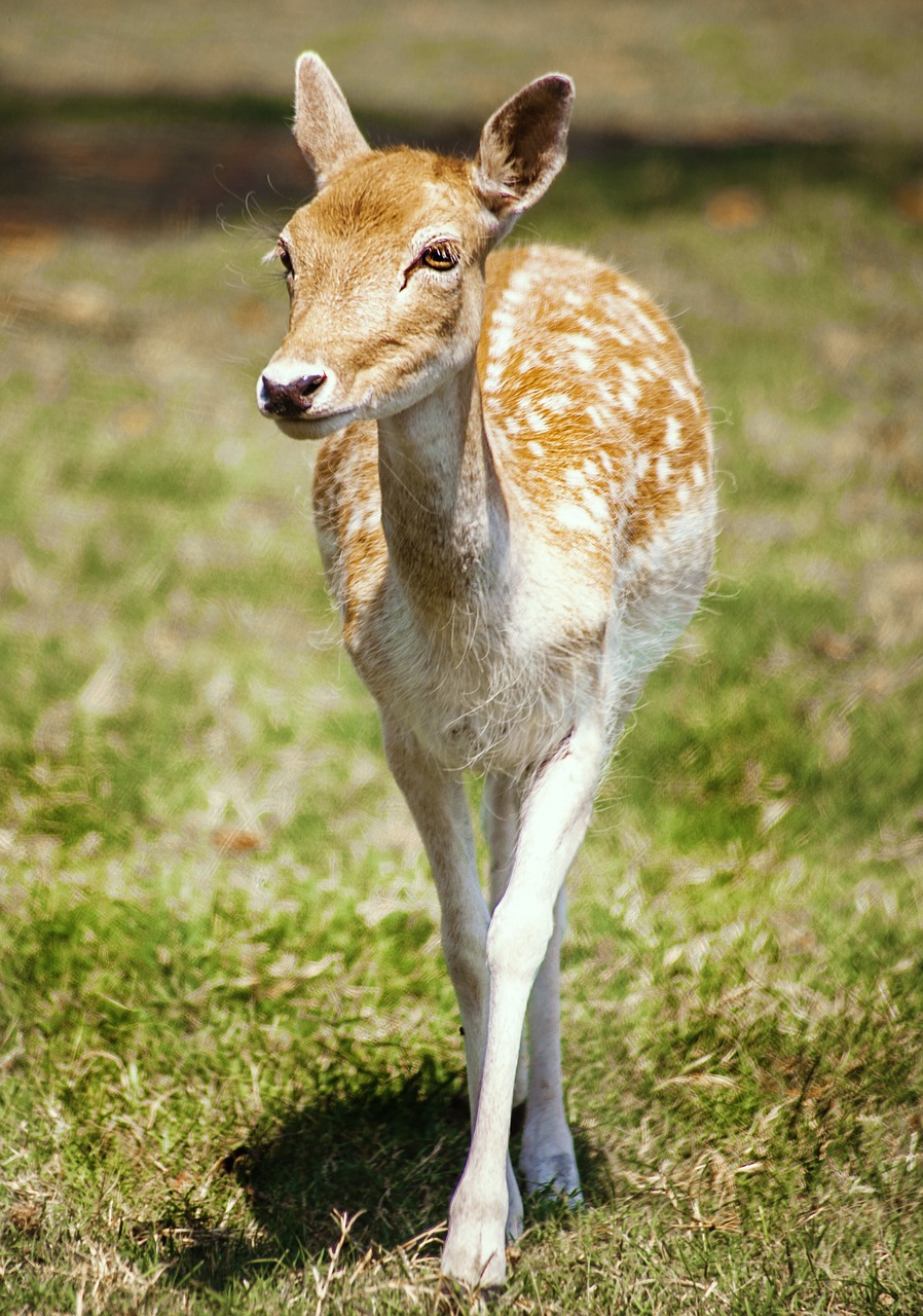 deer animal wild free photo